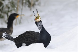 Black cormorant (Phalacrocorax carbo) standing in the snow at the shore of a lake, Germany, Europe
