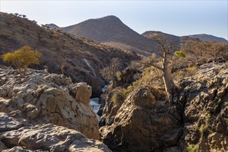 African Baobab (Adansonia digitata) at Kunene Fl, in the evening light, Epupa Falls, Kunene,