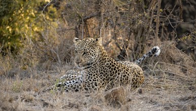 Leopard (Panthera pardus) lying in dry grass, adult, Kruger National Park, South Africa, Africa