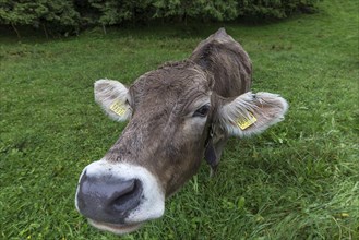 Allgaeu cow on a meadow, portrait, Bad Hindelang, Allgaeu, Bavaria, Germany, Europe