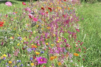 A colourful flower meadow full of different coloured wildflowers, flower meadow, Stuttgart,