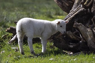 White lamb next to a tree trunk on a green meadow