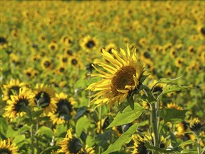 Field full of sunflowers, trees and blue sky in the background, yellow sunflower field in front of