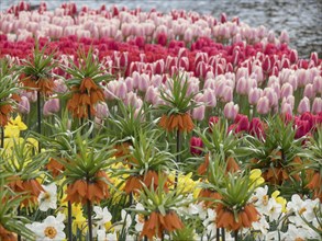 Colourful tulips and imperial crown in different colours in a garden in front of a pond in spring,