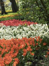 A lush flower bed with orange, red and white flower-bed surrounded by greenery, many colourful,