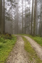 A winding gravel path leads through a misty forest with green vegetation, hiking trail in the