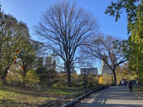 A sunny autumn day in central park with bare trees and walkers on a path, the skyline of new york