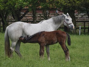 A grey mare stands in a green meadow and suckles a brown foal, surrounded by trees, horses and foal