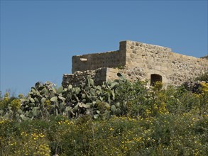 Dilapidated stone structures and cacti surrounded by wild flowers under a bright blue sky, the