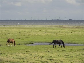 Two horses grazing on a large green meadow with a background of wind turbines and a lake,