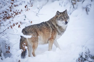 Eurasian wolf (Canis lupus lupus) in snowy winter day, Bavarian Forest National Park, Germany,