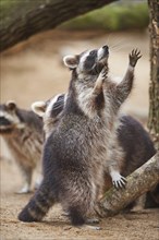 Close-up of a common raccoon (Procyon lotor) in spring