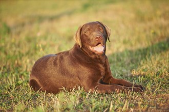 Close-up of a Labrador Retriever on a meadow in late summer