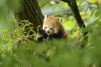 Close-up of a red panda (Ailurus fulgens) in a tree