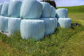 Spring, silage bales and meadow with the first mowing, Allgaeu, Bavaria, Germany, Europe