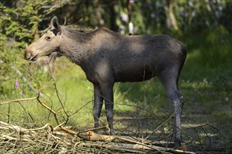 Close-up of a Eurasian elk (Alces alces) in a forest in early summer, Bavarian Forest National