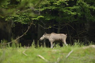 Close-up of a Eurasian elk (Alces alces) in a forest in early summer, Bavarian Forest National