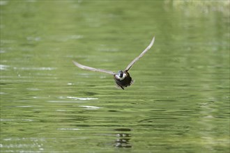 Mallard or wild duck (Anas platyrhynchos) flying over the water, Bavaria, Germany, Europe