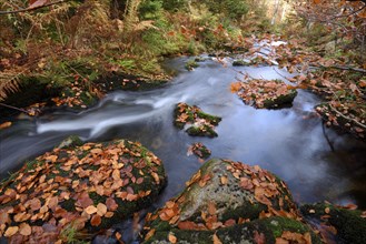 Landscape of a little River (Keine Ohe) flowing through the forest in autumn in the bavarian