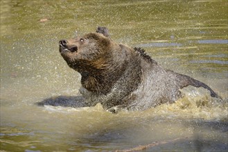 European brown bear (Ursus arctos arctos) taking a bath in a little pond in spring, Bavarian Forest