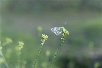 Butterfly perched on a flower in the green field