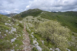 Hiking trail in the Velebit nature park Park, Zadar, Dalmatia, Croatia, Europe