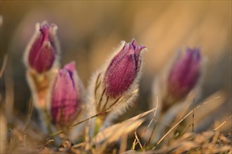 A group of Pulsatilla (Pulsatilla vulgaris) blooms in the grassland on a evening in early spring,