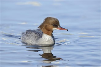 Close-up of a common merganser goosander (Mergus merganser) swimming in the water in spring