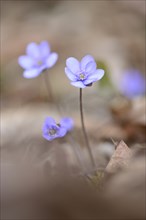 Close-up of a Common Hepatica (Anemone hepatica) blossoms in a forest on a sunny evening in spring