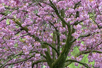 Japanese flowering cherry (Prunus serrulata Kanzan) in bloom, North Rhine-Westphalia, Germany,