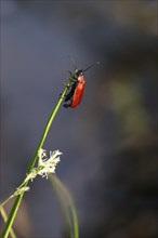 Black-headed Cardinal beetle (Pyrochroa coccinea), May, Saxony, Germany, Europe