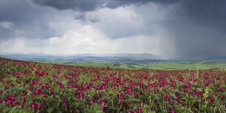 Landscape with a field of gladioli, with a thunderstorm behind, near Volterra, Province of Pisa,