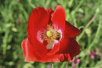 Poppy flower (Papaver rhoeas), Flower meadow, Baden-Wuerttemberg, Germany, Europe, Bright red poppy