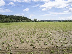 Pumpkin field at the edge of the forest, near Heimschuh, Styria, Austria, Europe