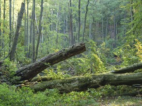 Several fallen tree trunks in a green, dense forest, surrounded by lush vegetation, colourful