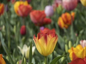 A yellow-red tulip in the foreground with blurred, colourful tulips in the background on a green