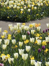 An extensive flower bed with white tulips and yellow, purple and orange flower-bed, many colourful,