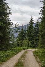 A path through a forest with trees and green vegetation, mountains in the background, hiking trail