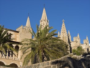 Historic cathedral with striking towers and palm trees in the foreground under a clear sky, palma