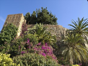 Lush stone wall with colourful flowers and palm trees next to it, clear blue sky, spring with