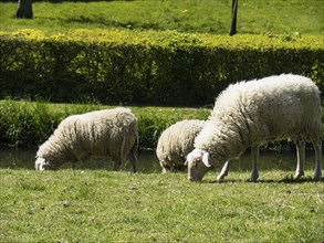 Three sheep grazing peacefully on a green pasture in the sunshine, Enkhuizen, Nirderlande