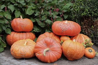 Carved pumpkins with different patterns in front of green plants and walkways, many colourful