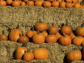 Several orange pumpkins lying in stacks on hay beds, orange pumpkins on straw bales in the garden,