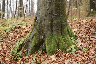 Tree trunk of an European beech (Fagus sylvatica) in autumn, Bavaria, Germany, Europe
