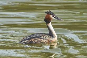 Close-up of a swimming great crested grebe (Podiceps cristatus) in spring