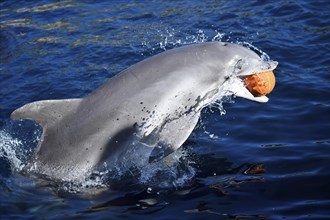 Common bottlenose dolphin (Tursiops truncatus) swimming in the water, captive