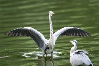 Close-up of a grey heron (Ardea cinerea) at the water stain in spring