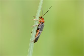 Close-up of a Soldier beetle (Cantharis fusca) on a grass stalk in a meadow