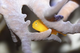 Close-up of a yellow clown goby (Gobiodon okinawae) in an aquarium 'clown gobies'