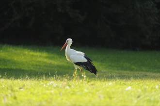 Close-up of two white storks (Ciconia ciconia) in spring